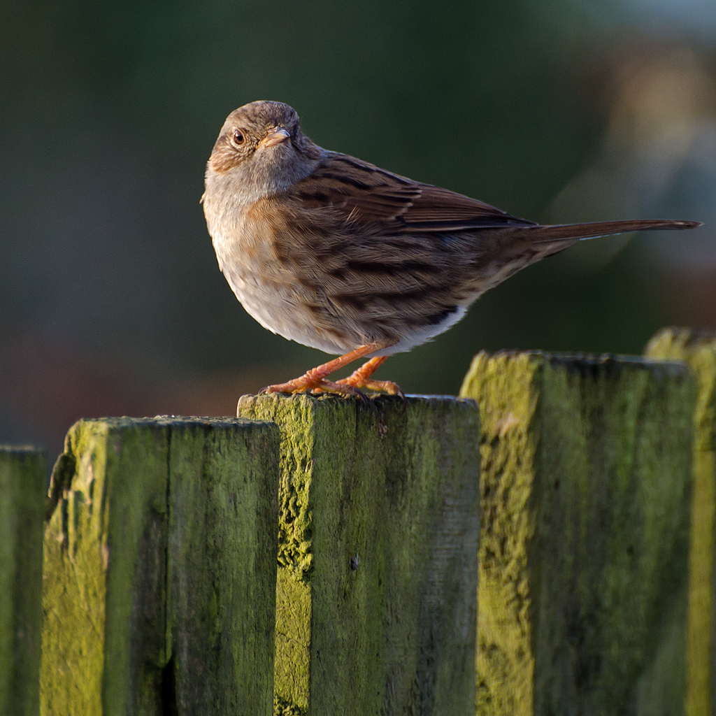 Reed Bunting