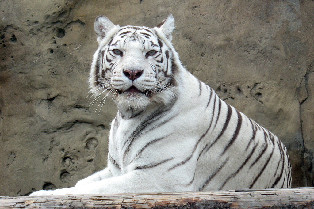 White Tiger at Moscow Zoo