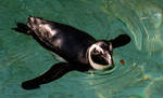 Galapagos Penguin by DigiGekko