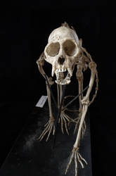 Monkey skeleton