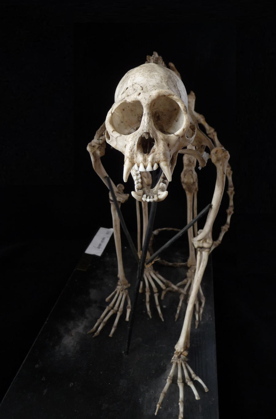 Monkey skeleton