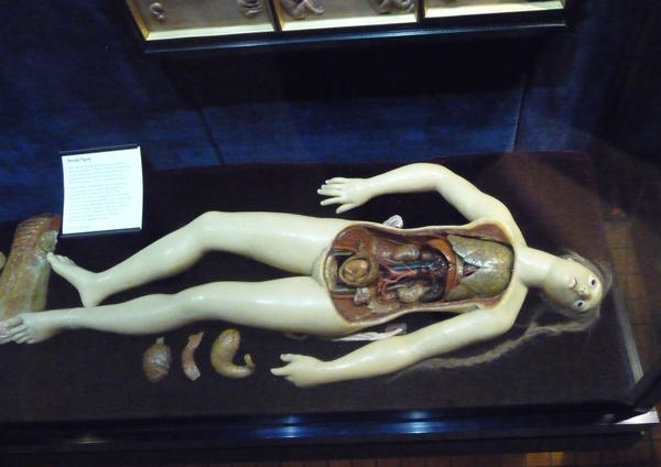 Wax anatomy doll II