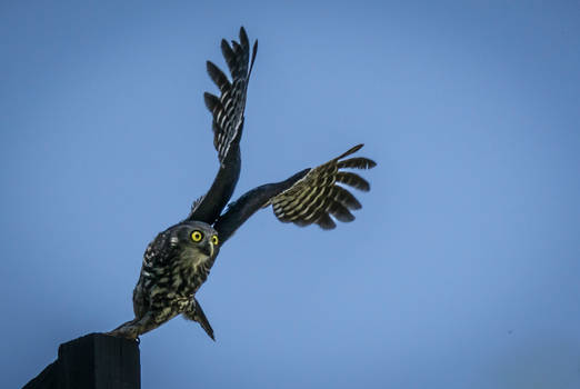 Barking owl taking flight