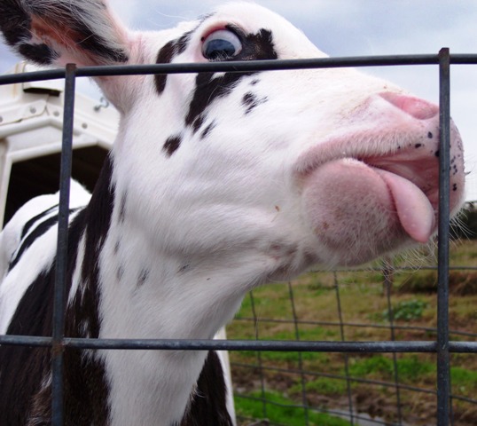 Baby Cow