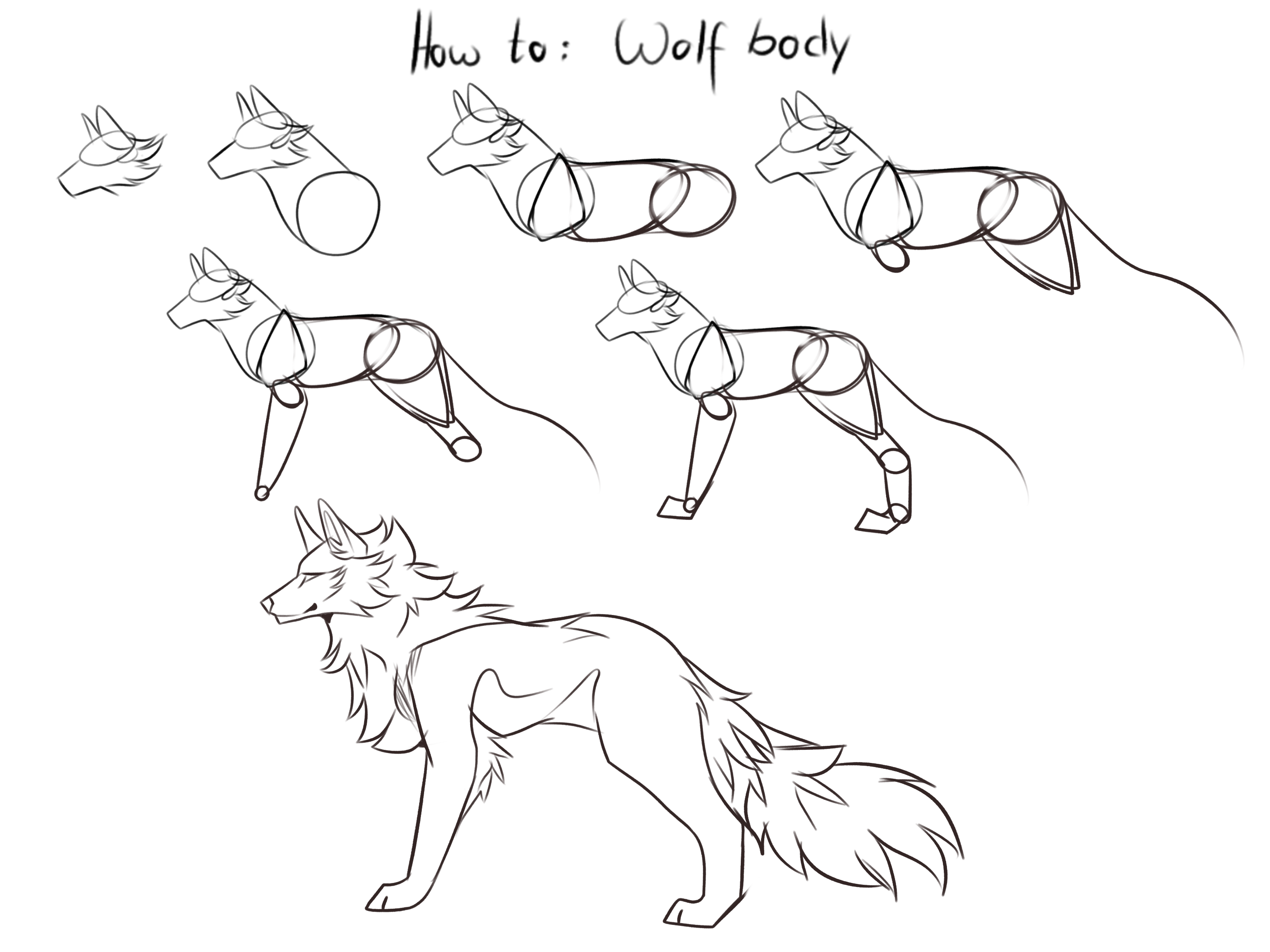 How to draw a wolf Body by Timelessnova on DeviantArt