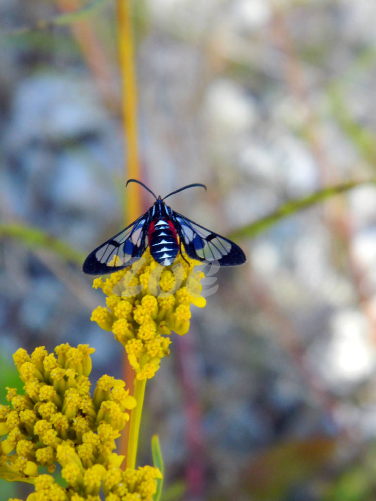 Butter Bee Insect ButterBee by Douko on DeviantArt