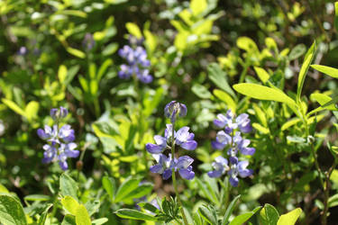 Wildflowers