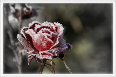 A Rose in Winter_vsVD by xLoversRevenge