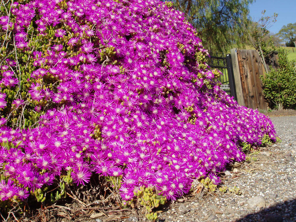 Northside Drive Roses roadside flowers by c-roberts on DeviantArt