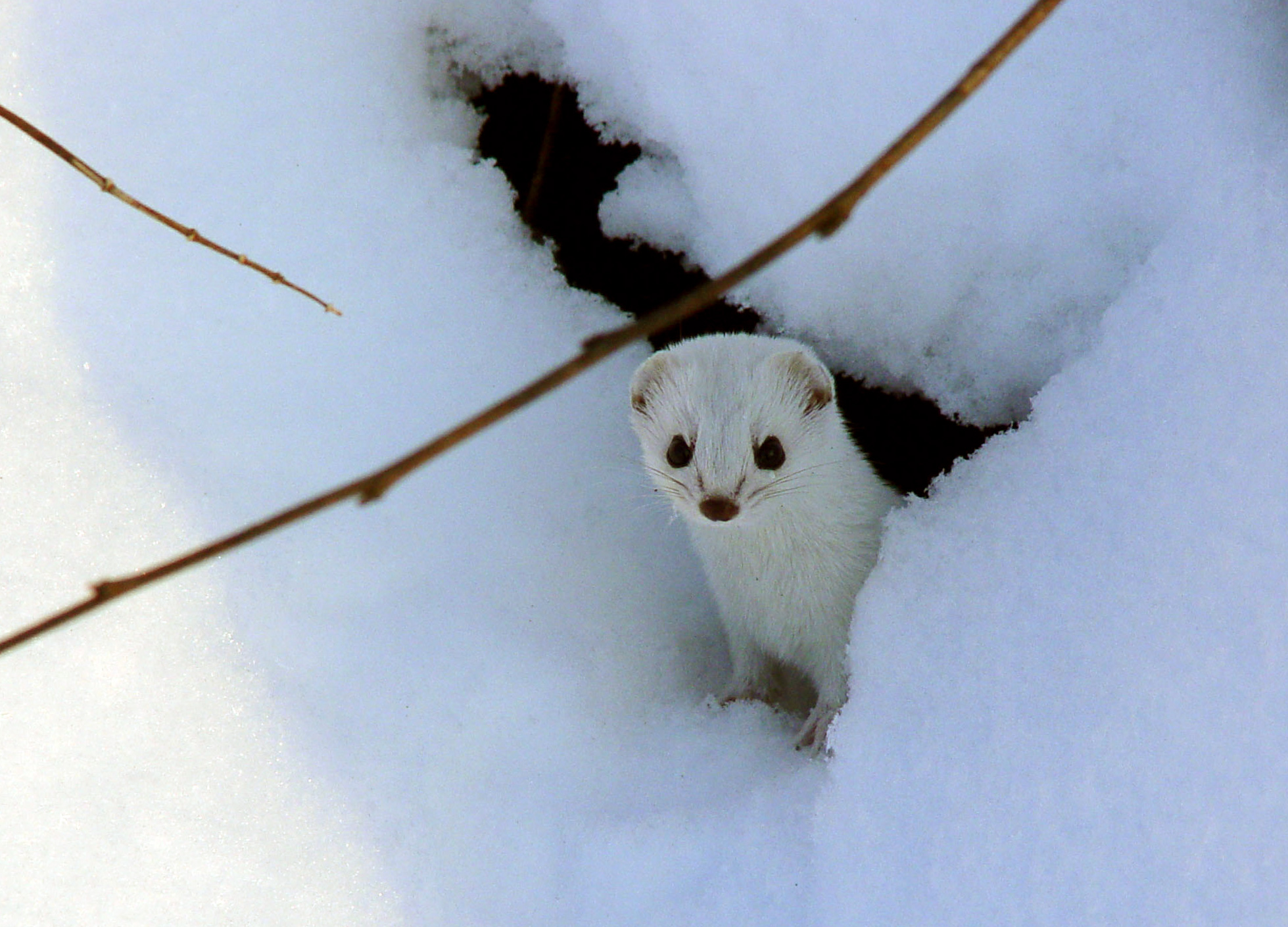 The winter weasel