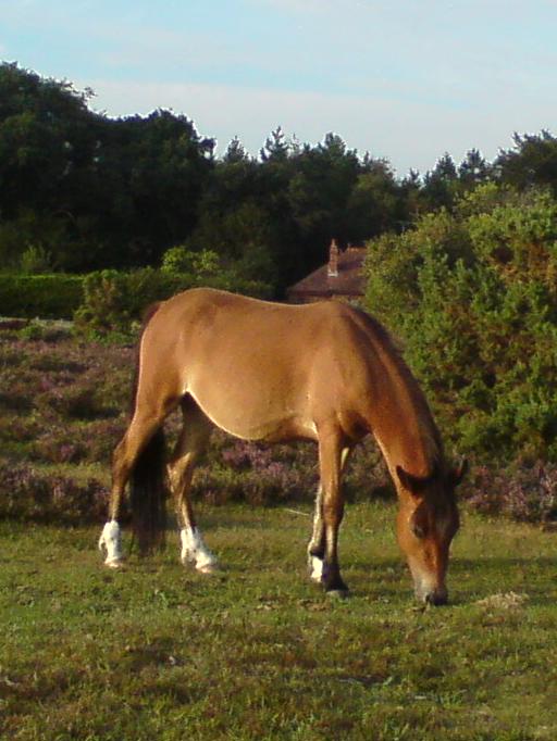 Wild New Forest Pony