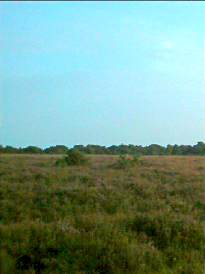 New Forest Feild 2