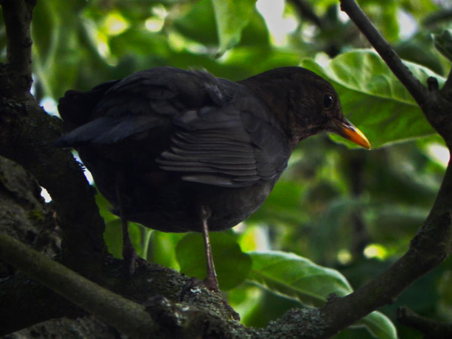 Amsel 2