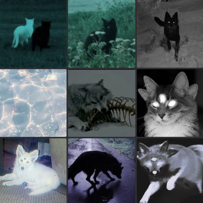 Starfleshcore Moodboards by Siamesetiger178 on DeviantArt