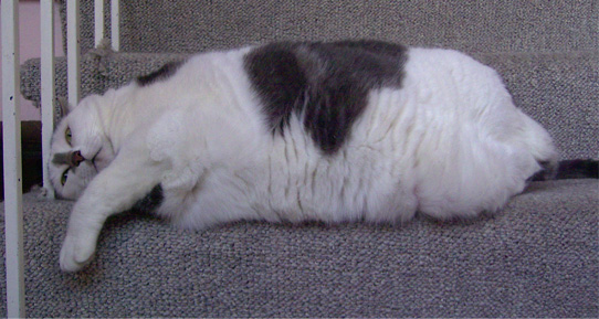 Fat Cat