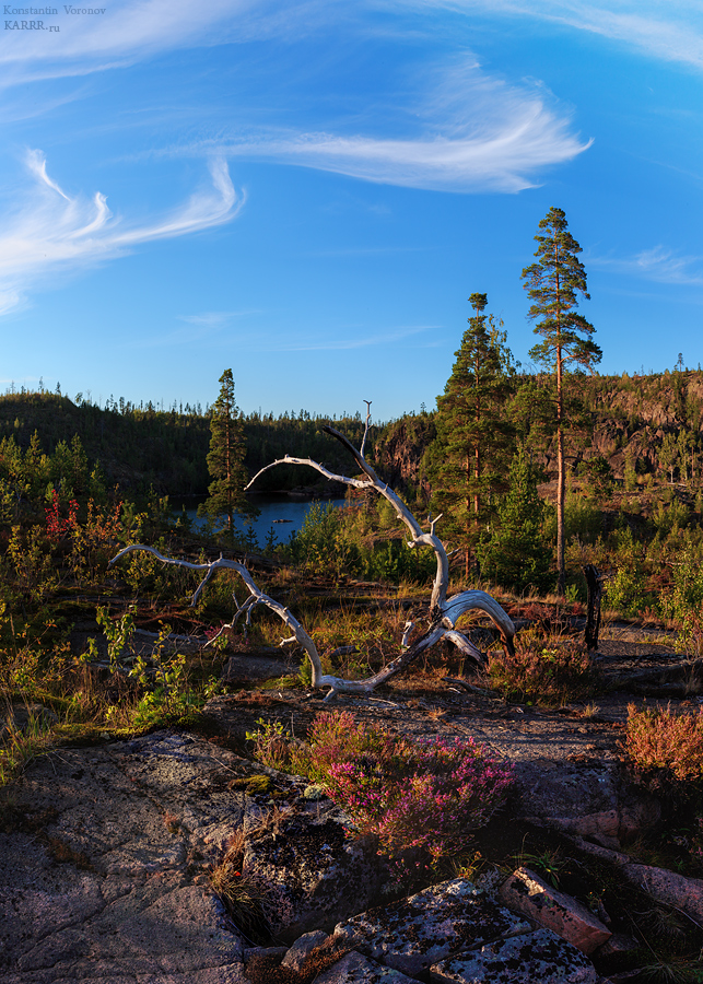 Dead tree