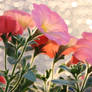 Bokeh Flowers