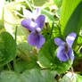 Viola odorata