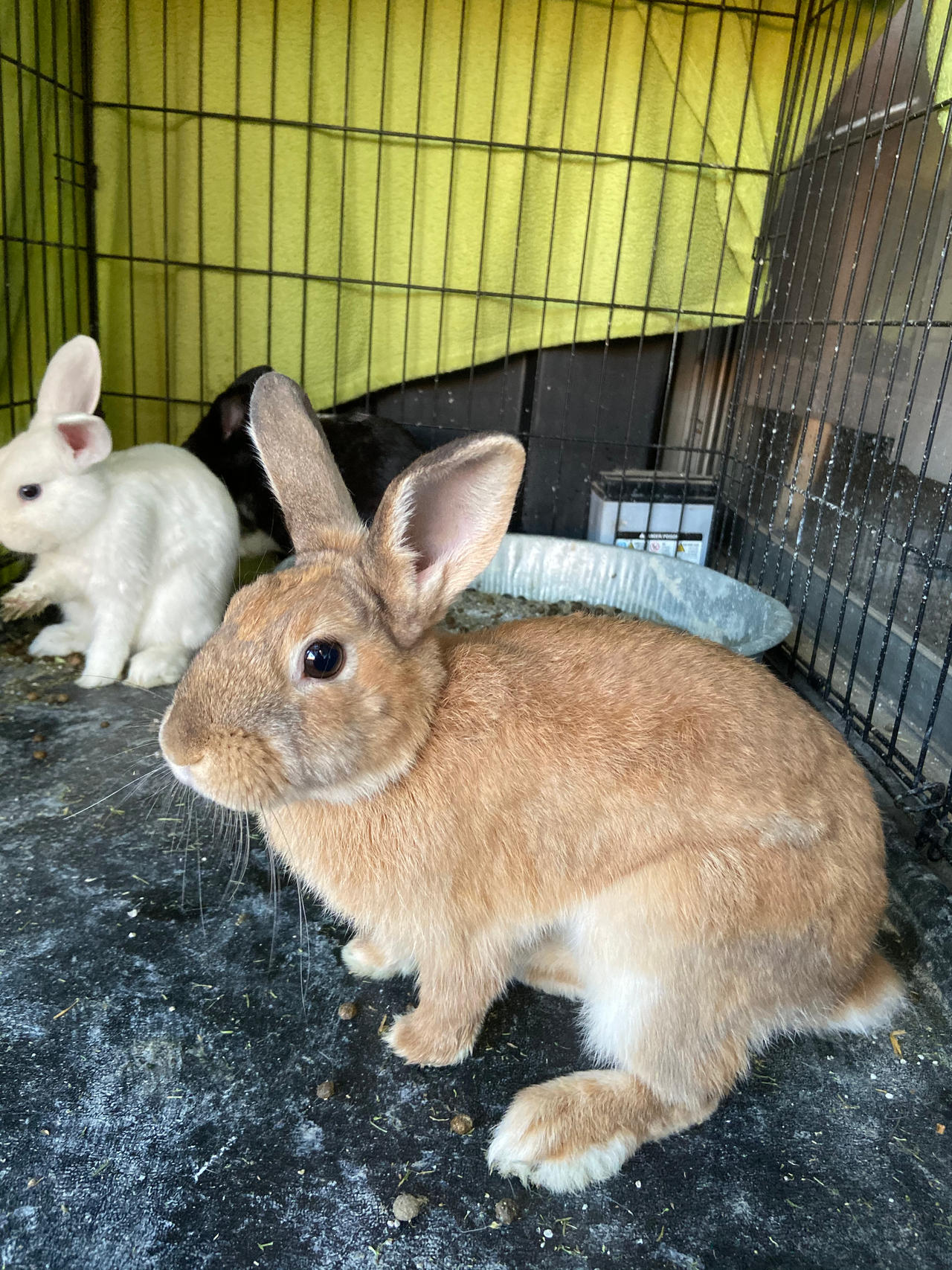 Brown bunny by AndyfoxMario on DeviantArt