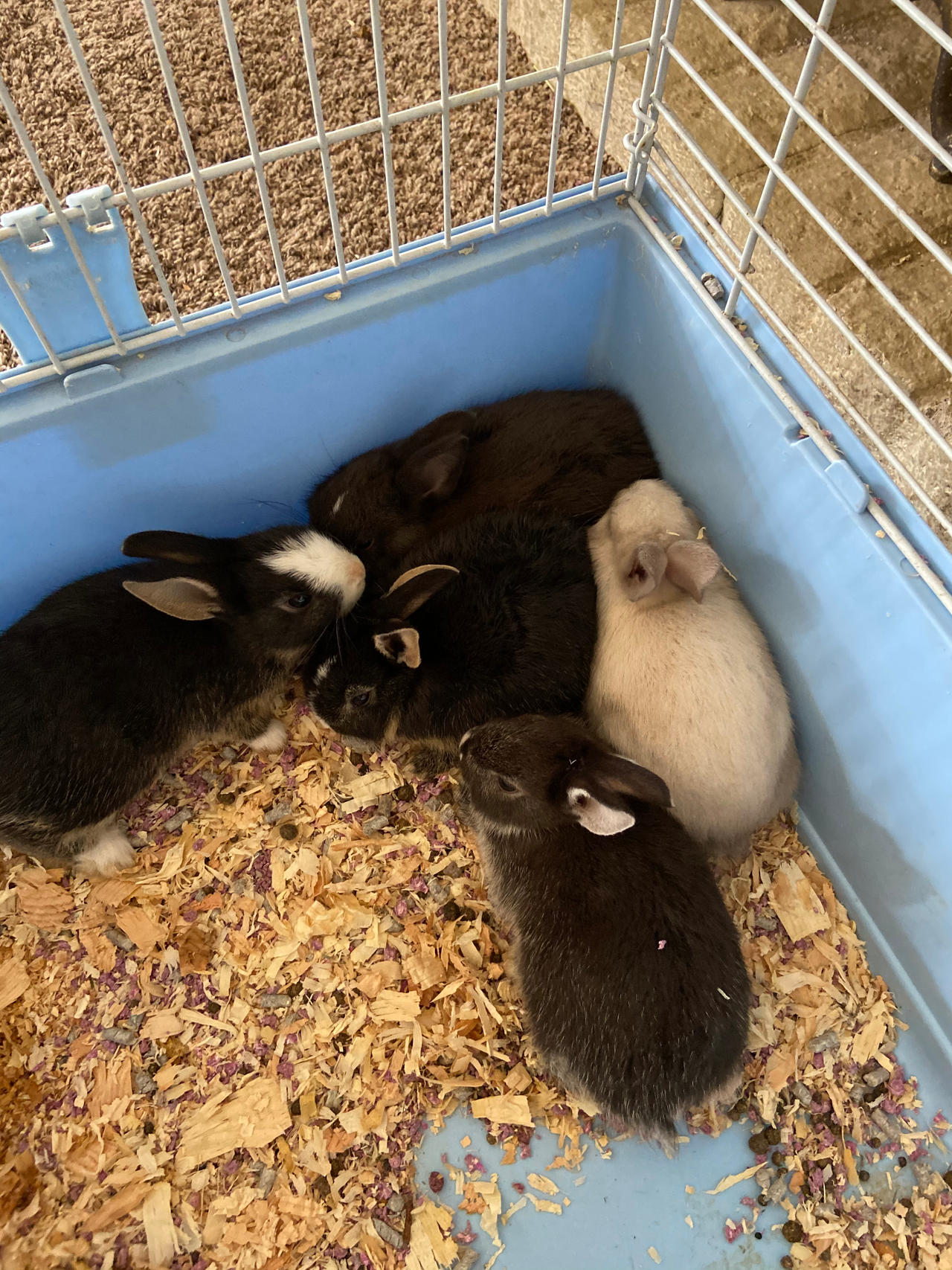 Baby Rabbits by AndyfoxMario on DeviantArt