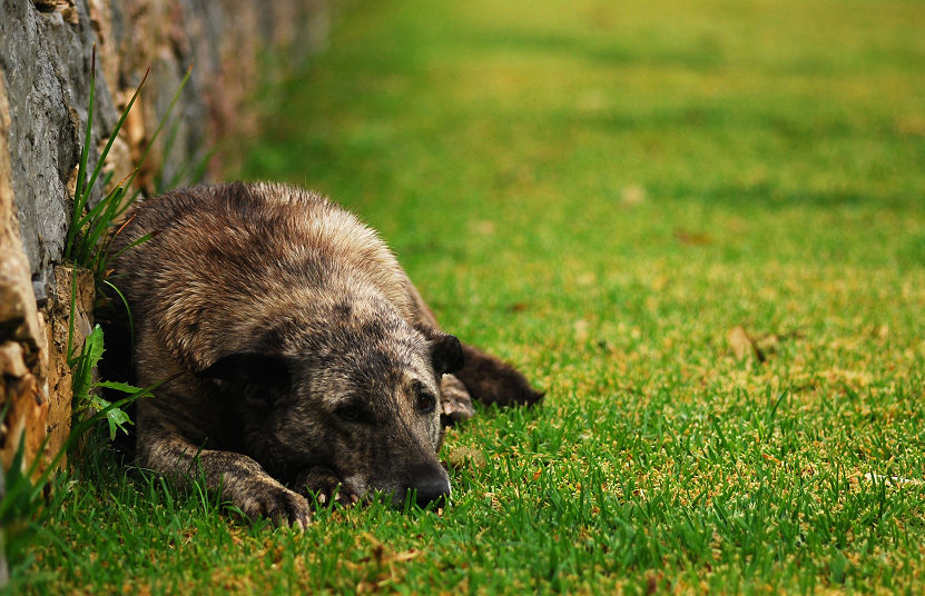 Rufus by Modernmyth6277 on DeviantArt