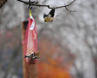 birds at the feeder