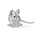 Mouse Sketch