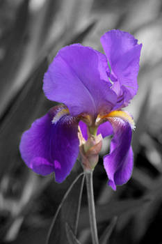 Bearded Iris Black and White