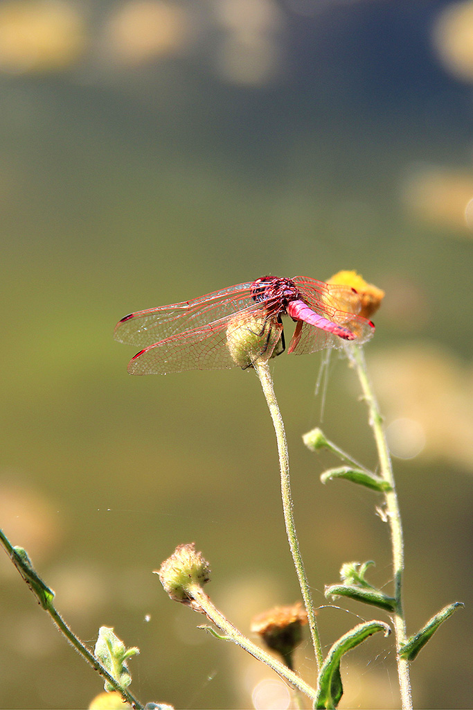 Dragonfly #1