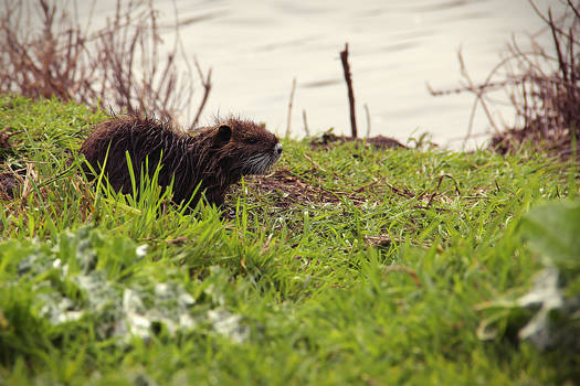 Little Coypu