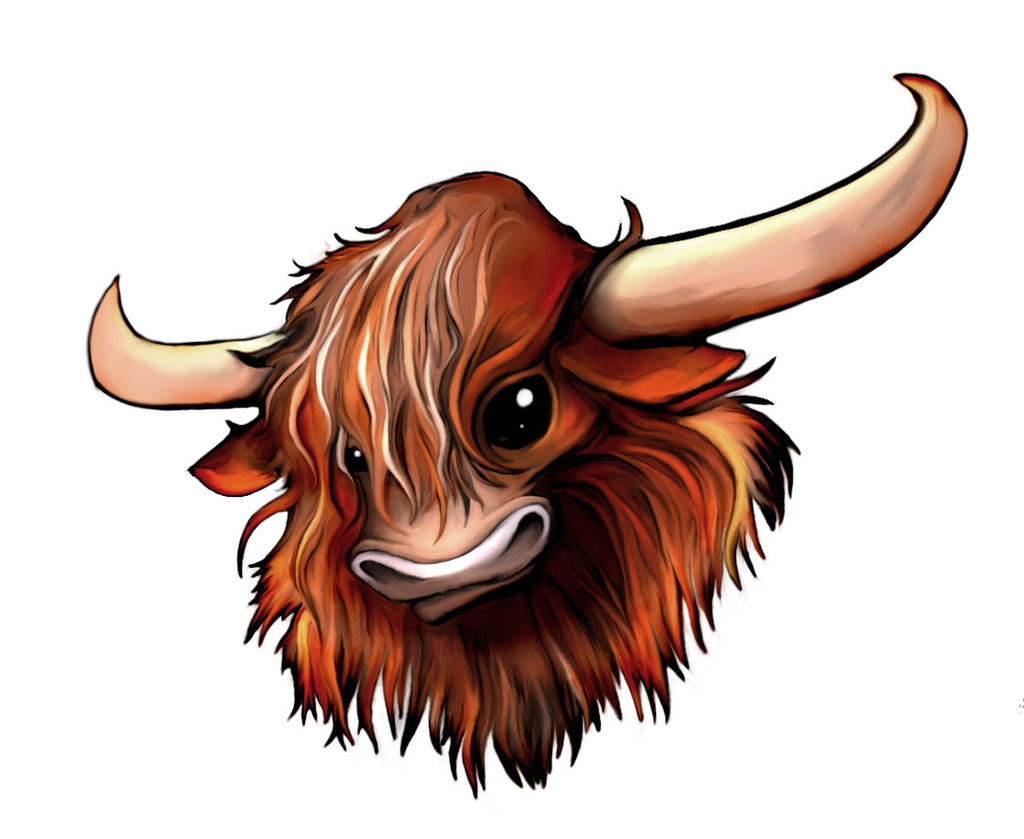 Highland Cow