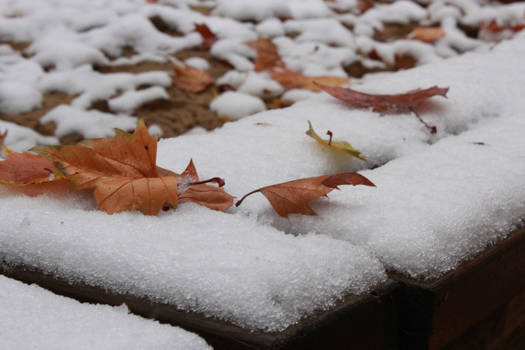 Wood, snow and leaves.