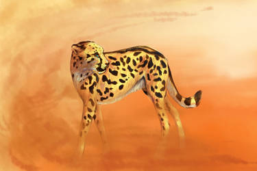 Helen the Cheetah
