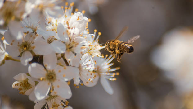 bee