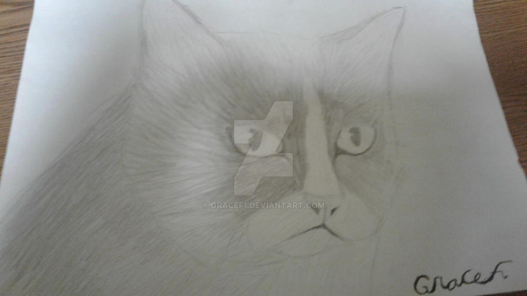 Grumpy Cat Rip Deviantart Grumpy cat! by GraceF1 on DeviantArt