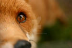 Dowdall's Fox by dowdall