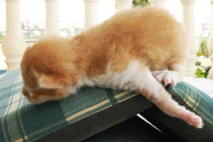 kittie planking