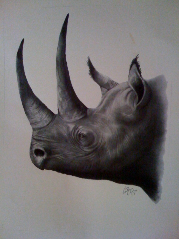 Black Rhinoceros