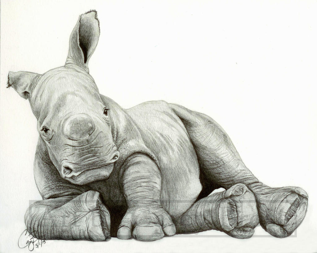 Baby White Rhino