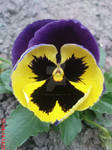 Spring flower : Pansy by AgnessAngel