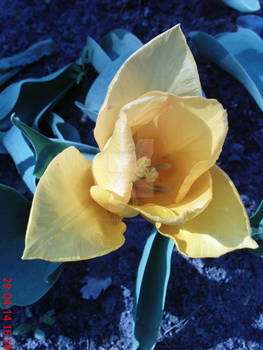 Spring flower : Tulip (yellow)