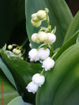 Spring flower : Lily of the valley (Convallaria) by AgnessAngel