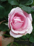 Light pink rose by AgnessAngel