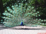 Indian peafowl (peacock) by AgnessAngel