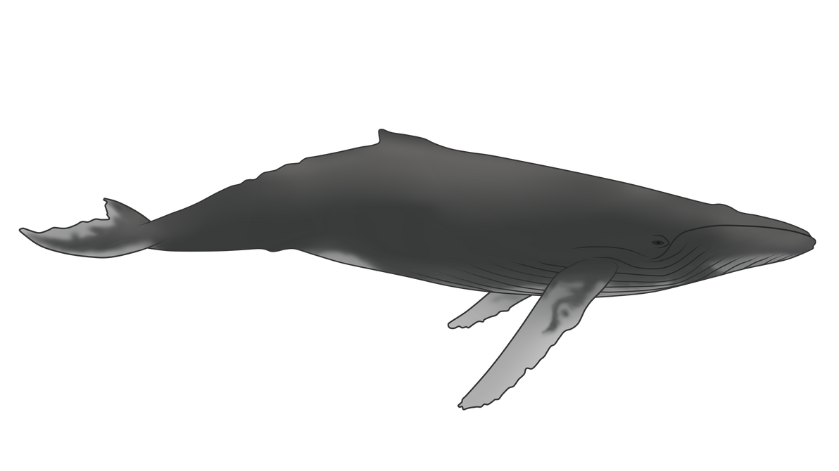 Humpback whale