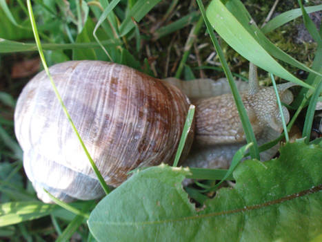 Burgundy snail, Roman snail