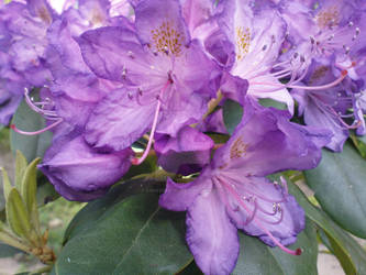 Rhododendron by AgnessAngel