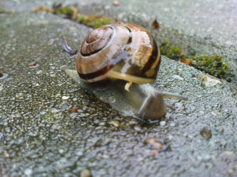 Grove snail, brown-lipped snail