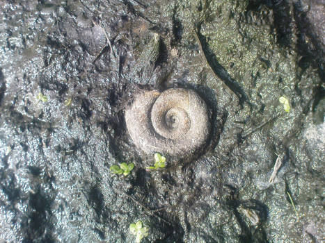 Snail (shell)
