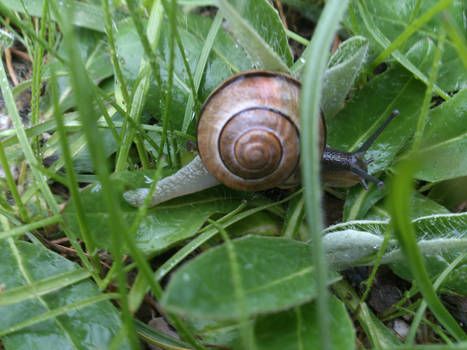 Grove snail, brown-lipped snail